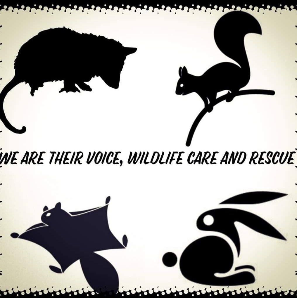 Read more about the article We Are Their Voice – Wildlife Care & Rescue